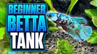 A Beginner-Friendly Betta Fish Tank Setup Anyone Can Build!