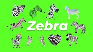 Animated Zebra GIF Green Screen Pack (Free Download)