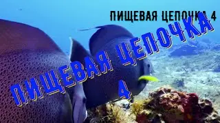 Пищевая цепочка 4