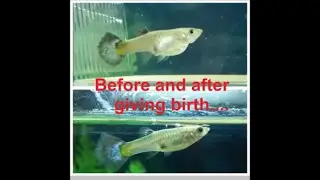 How to know when guppy will give birth - female guppy pregnancy stages