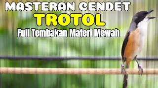 TEMBAKAN BURUNG CENDET FULL ISIAN MEWAH AMPUH BUAT MASTERAN CENDET TROTOL