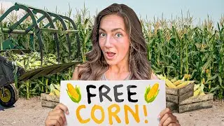 I Gave Away All My Corn For Free