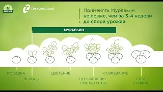 Инструкция по использованию средства от муравьев 