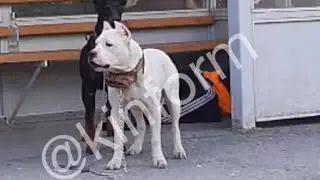 Собаки не пускают к лежащему на остановке мужчине.