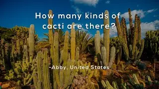 How many kinds of cacti are there?