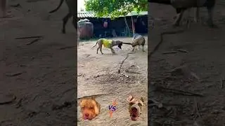 Dog Power Challange #shorts #animals