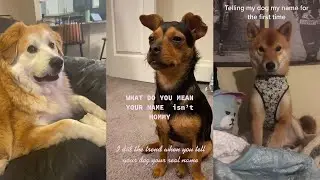 Telling Your Dog Your Name For The First Time | TikTok Dog Compilation