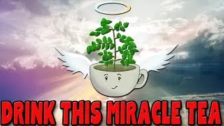 MORINGA TEA is a miracle tea - 10 amazing benefits