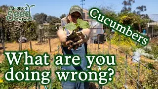 Grow More Cucumbers Than You Can Eat! My Top Tips for Planting & Growing