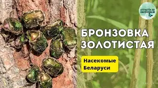 Бронзовка золотистая - любитель древесного сока / Насекомые Беларуси