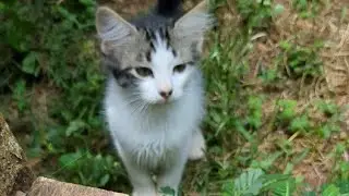Spending Time with the Cats! 🐈 🐈 🐈