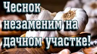 ➤ Чеснок незаменим на дачном участке ➤ Чеснок полезная штука. ➤   Как применить чеснок на огороде