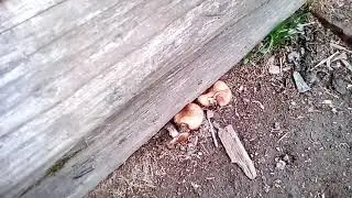 Опята во дворе своего дома