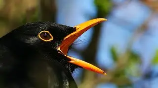 MY BLACKBIRD - Even Through The Distance by Ernesto Cortazar