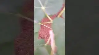 Figs Season
