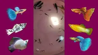 Guppy Fish and Molly Fish With One Month Old Babies #guppy #mollyfish