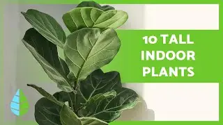 10 Easy-Care Tall Indoor Plants for Beginners 🪴 (Names and Care)