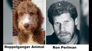 Animals that look like