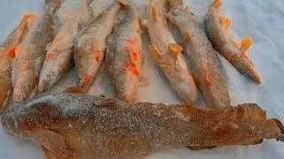 Рыбалка 2023.Какой красавиц,да он в лунку не лезет.