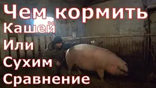 Чем кормить/Кашей или сухим комбикормом