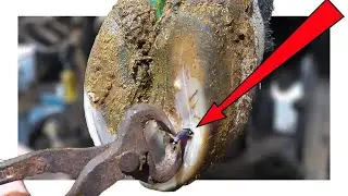 NAIL REMOVED from BULLS PAINFUL FOOT