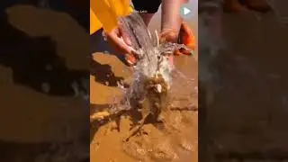 Catching Seafood 🦀🐙 Deep Sea Octopus (Catch Crab, Catch Fish) - Tik Tok #shorts