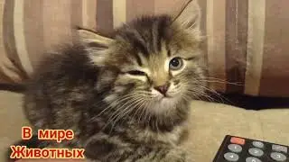 Бросили котёнка на болоте на произвол судьбы...
