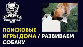 Поисковые игры с собакой | Как нагрузить собаку ментально в домашних условиях