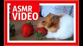 Asmr animals eating  Можно ли хомякам клубнику  КАКИЕ ЗВУКИ ИЗДАЕТ ХОМЯК  Звуки хомяков  Звук хомяка