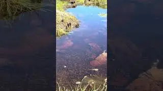 Fairy Shrimp in Vernal Pond, White Mountains