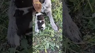 Щенки датхаара, 10день жизни!