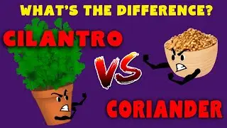 CORIANDER vs CILANTRO - Whats the difference? Define Cilantro