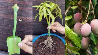 Special Technique for growing mangoes with aloe vera stimulate super fast fruit production