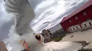 Drone try to scared seagulls, and seagull attack drone, crash