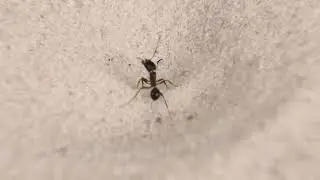 THE BRUTAL BATTLE OF THE ANTLION AND ANTS! [Live feeding!]