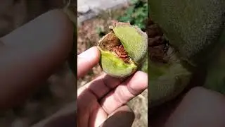 Абхазия. Персики у подъезда растут