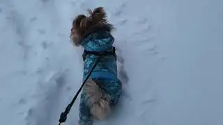 Як маленький йорчик Джек долає снігові перешкоди...