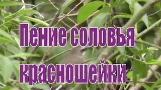 Соловей красношейка. Песня соловья красношейки. Поёт соловей. Звуки природы.