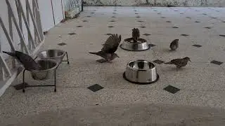 Palomitas de Tierra una Hormiga y 2 Canaritos