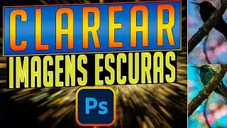 Clarear imgens escuras | Como recuperar detalhes e cores nas sombras | Birdwatching | Pássaros