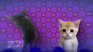 Ringside but its Cats