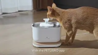 🐱A Clear View Into Your Cat's Hydration | PETLIBRO Dockstream APP Monitoring Fountain💧