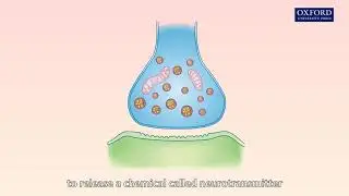 Animation 16.1 Transmission of nerve impulses between neurones