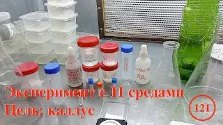 [121] Эксперимент с 11 средами. Цель: каллус | А НУКа положил? | Термоядерный синтез в гроубоксе
