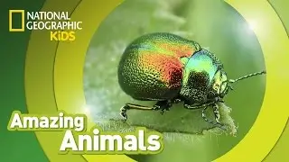 Beetle 🐞 | Amazing Animals