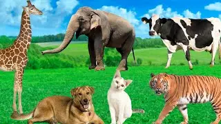 Animal Sound Compilation - Tiger, Elephant, Goat, Giraffe, Dog - Animal Moments