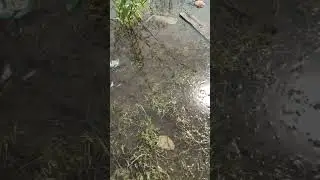 Жизнь в луже...
