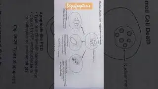 types of apoptosis /Nuclear alterations in programmed cell death/#lifescience /#educational short