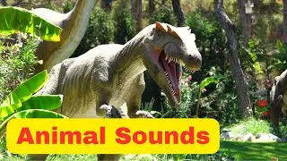 Wild Animals Real Sounds and Names | Wild Animal Name in English for Children KIDS  Part 3