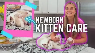 Taking care of New Born Kittens? | Cute baby Ragdolls